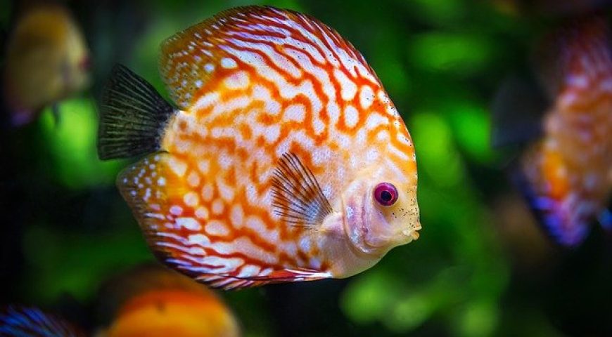 Poisson d'avril