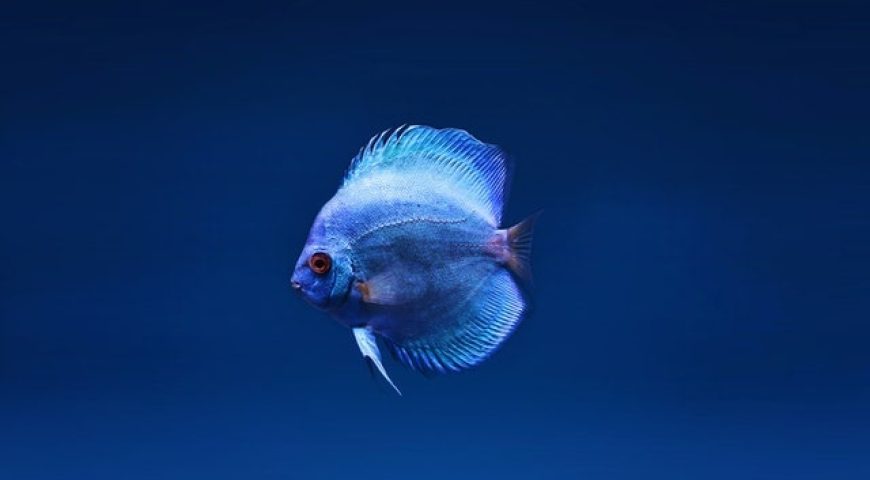 poisson d'avril pour sa femme